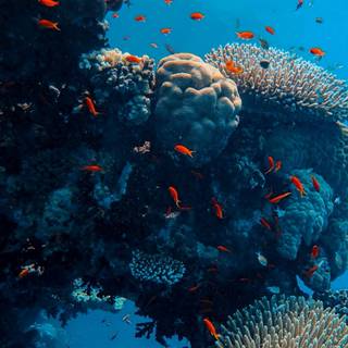 Reef phone wallpaper