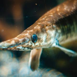 Gar fish wallpaper