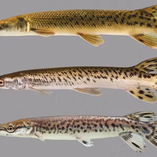 Gar fish wallpaper