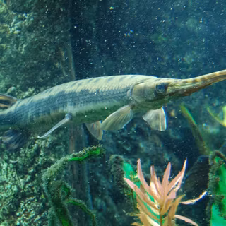 Gar fish wallpaper