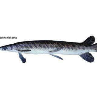 Gar fish wallpaper