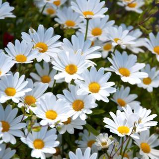 Daisy laptop wallpaper