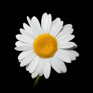 Daisy laptop wallpaper