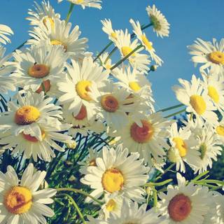 Daisy laptop wallpaper