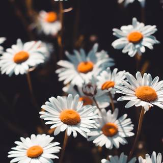 Daisy laptop wallpaper