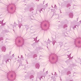 Daisy laptop wallpaper