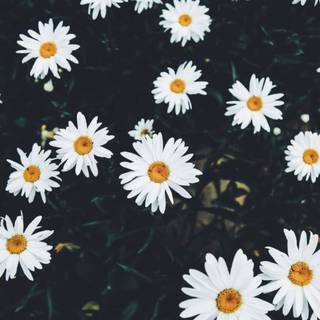 Daisy laptop wallpaper