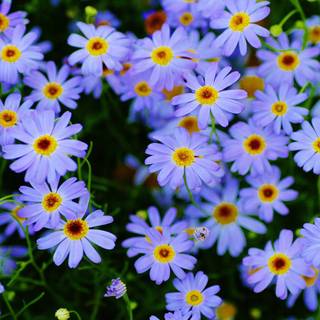 Daisy laptop wallpaper