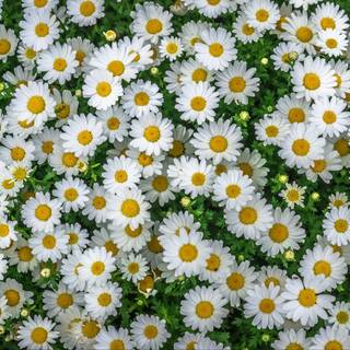 Daisy laptop wallpaper