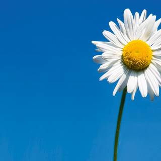 Daisy laptop wallpaper