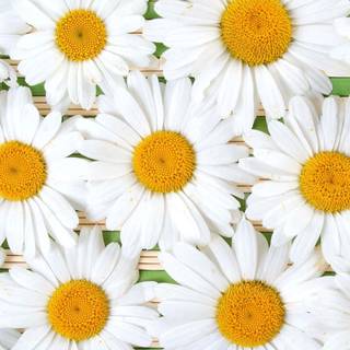 Daisy laptop wallpaper