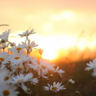 Daisy laptop wallpaper