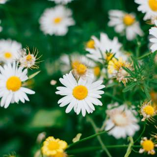 Daisy laptop wallpaper