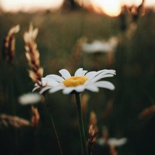 Daisy laptop wallpaper