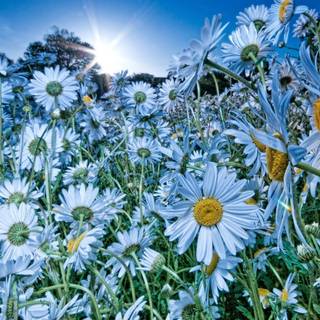 Daisy laptop wallpaper