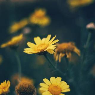 Daisy laptop wallpaper