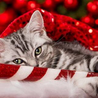 Cute Christmas tabby cats wallpaper