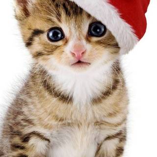 Cute Christmas tabby cats wallpaper