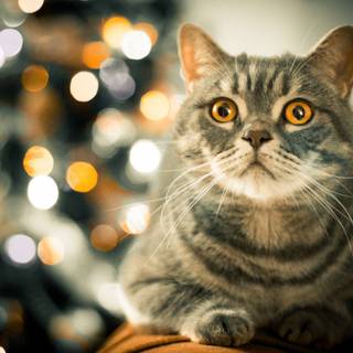 Cute Christmas tabby cats wallpaper