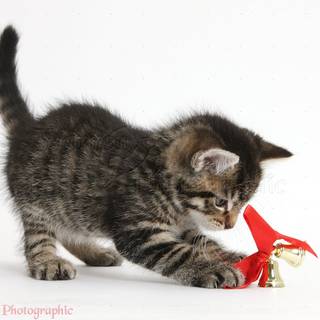 Cute Christmas tabby cats wallpaper