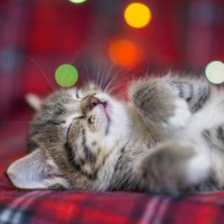 Cute Christmas tabby cats wallpaper