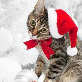 Cute Christmas tabby cats wallpaper