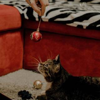 Cute Christmas tabby cats wallpaper