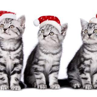 Cute Christmas tabby cats wallpaper