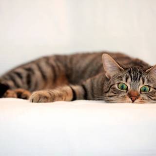 Cute Christmas tabby cats wallpaper