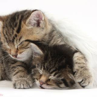 Cute Christmas tabby cats wallpaper