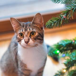 Cute Christmas tabby cats wallpaper