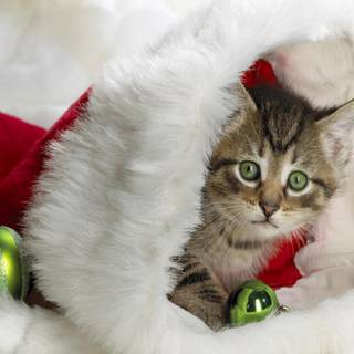 Cute Christmas tabby cats wallpaper