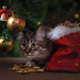 Cute Christmas tabby cats wallpaper
