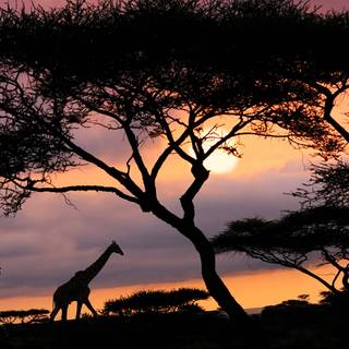 Tanzania beautiful wallpaper