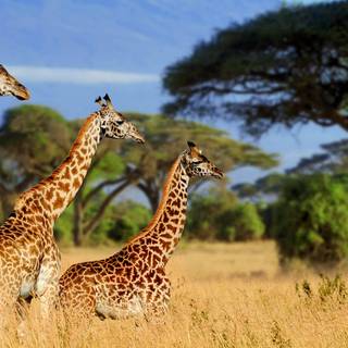 Tanzania beautiful wallpaper