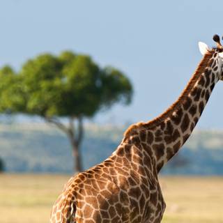 Tanzania beautiful wallpaper