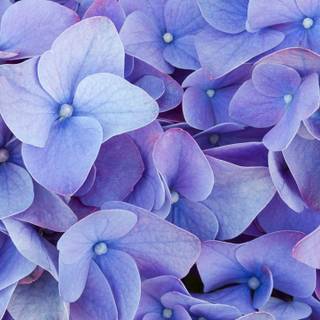 Blue and purple flowers wallpaper
