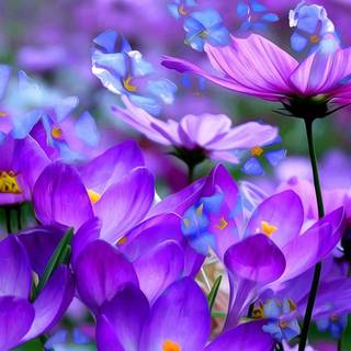 Blue and purple flowers wallpaper