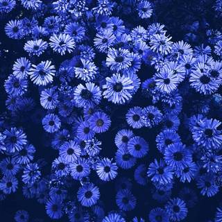 Blue and purple flowers wallpaper