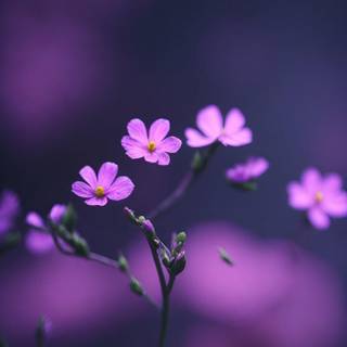 Blue and purple flowers wallpaper