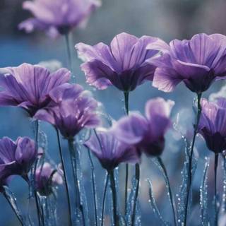 Blue and purple flowers wallpaper