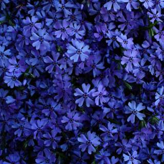 Blue and purple flowers wallpaper