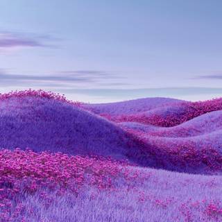 Blue and purple flowers wallpaper