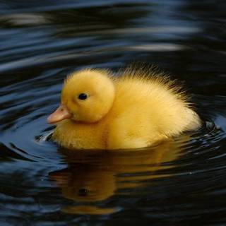 Preppy duck wallpaper