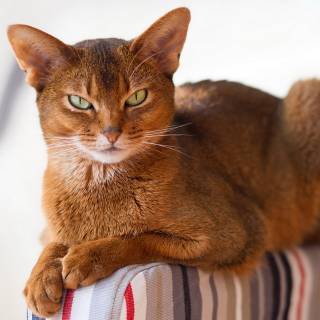 Abyssinian cat wallpaper
