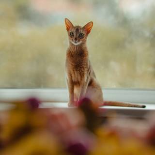 Abyssinian cat wallpaper