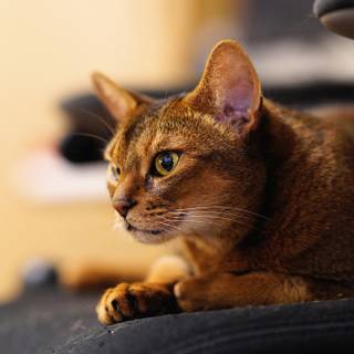 Abyssinian cat wallpaper