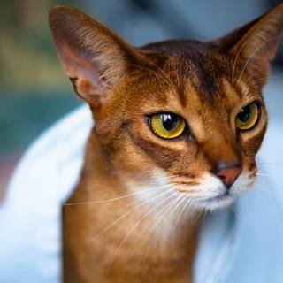 Abyssinian cat wallpaper