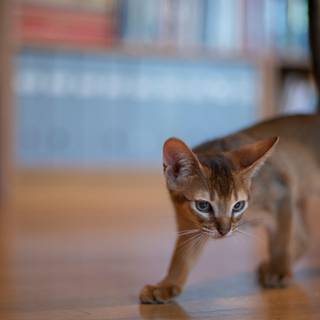 Abyssinian cat wallpaper