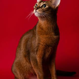 Abyssinian cat wallpaper